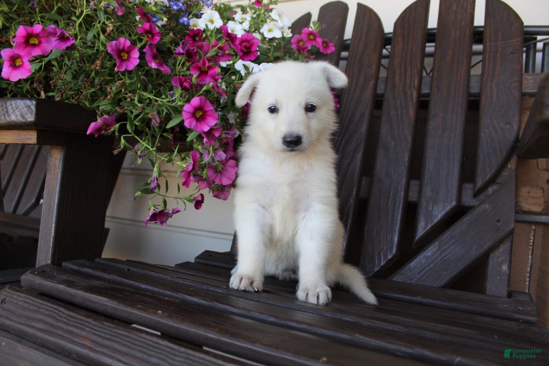 Baby White German Shepherd White German Shepherd Dog Puppy With