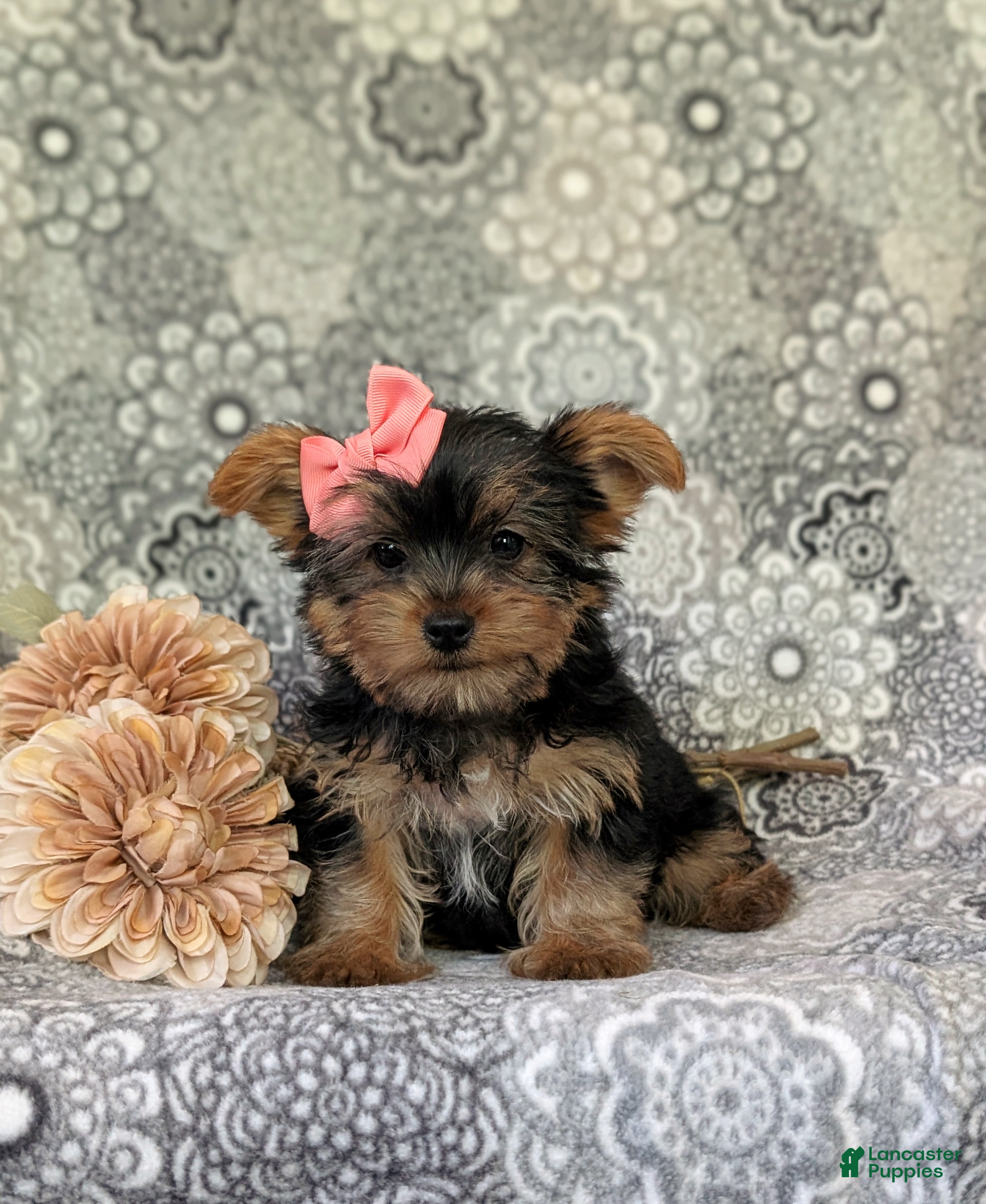 Yorkshire Terrier dogs for sale: Lindie 7 lbs Full Grown - Ad 1