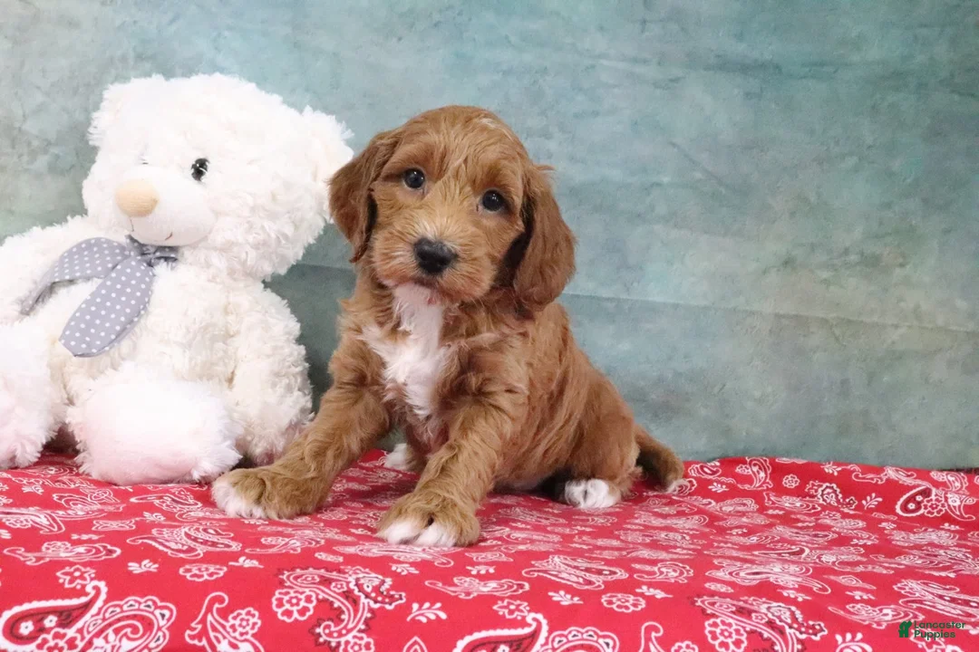 Mini Goldendoodle dogs for sale: Dante - Ad 2