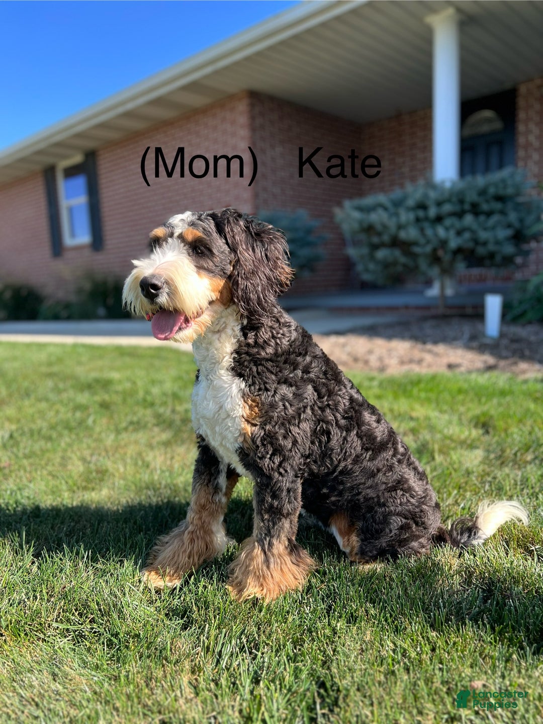 Mini Bernedoodle dogs for sale: Enzo - Ad 9