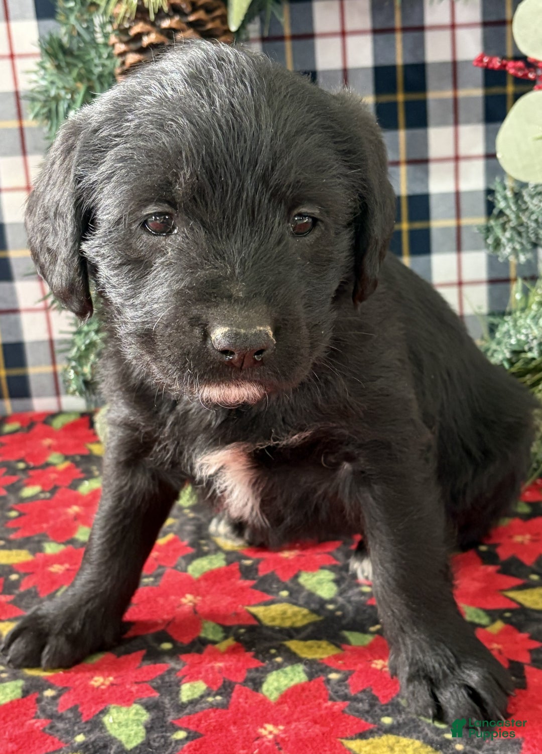 Labradoodle dogs for sale: Cindy - Ad 3
