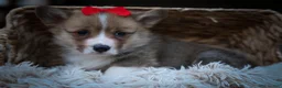 Welsh Corgi Pembroke dogs for sale: Scotty 🐾 - Ad 12
