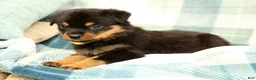 Rottweiler dogs for sale: Rascal - Ad 4