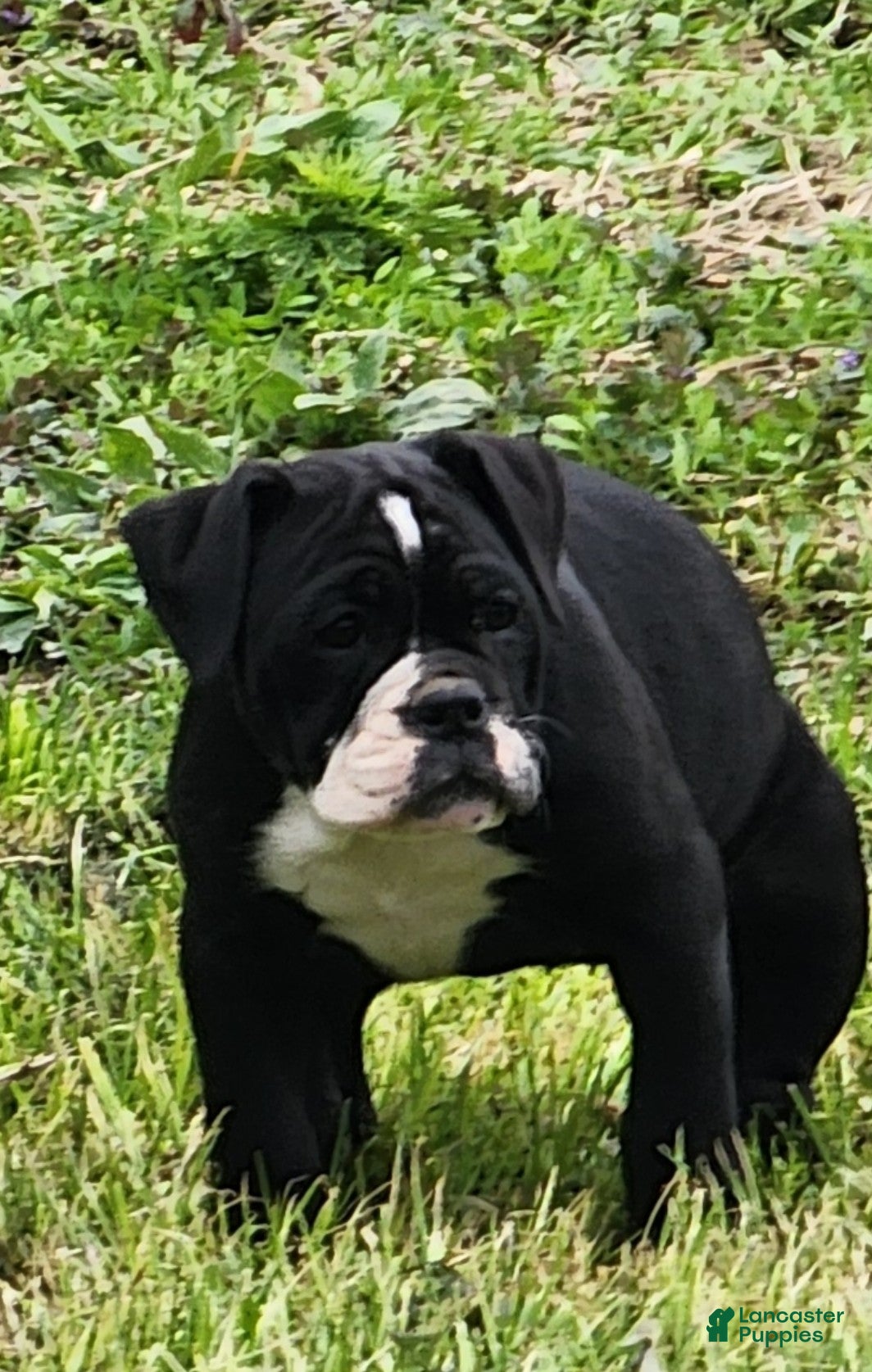 Olde English Bulldogge dogs Olde English Bulldogge Puppy 8 - Ad 1
