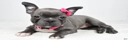Mixed Breed dogs for sale: Lucy - Ad 3
