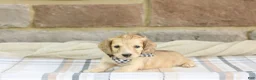 Miniature Dachshund dogs for sale: Peanut - Ad 3