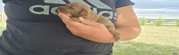 Cavapoo dogs for sale: Faith - Ad 3