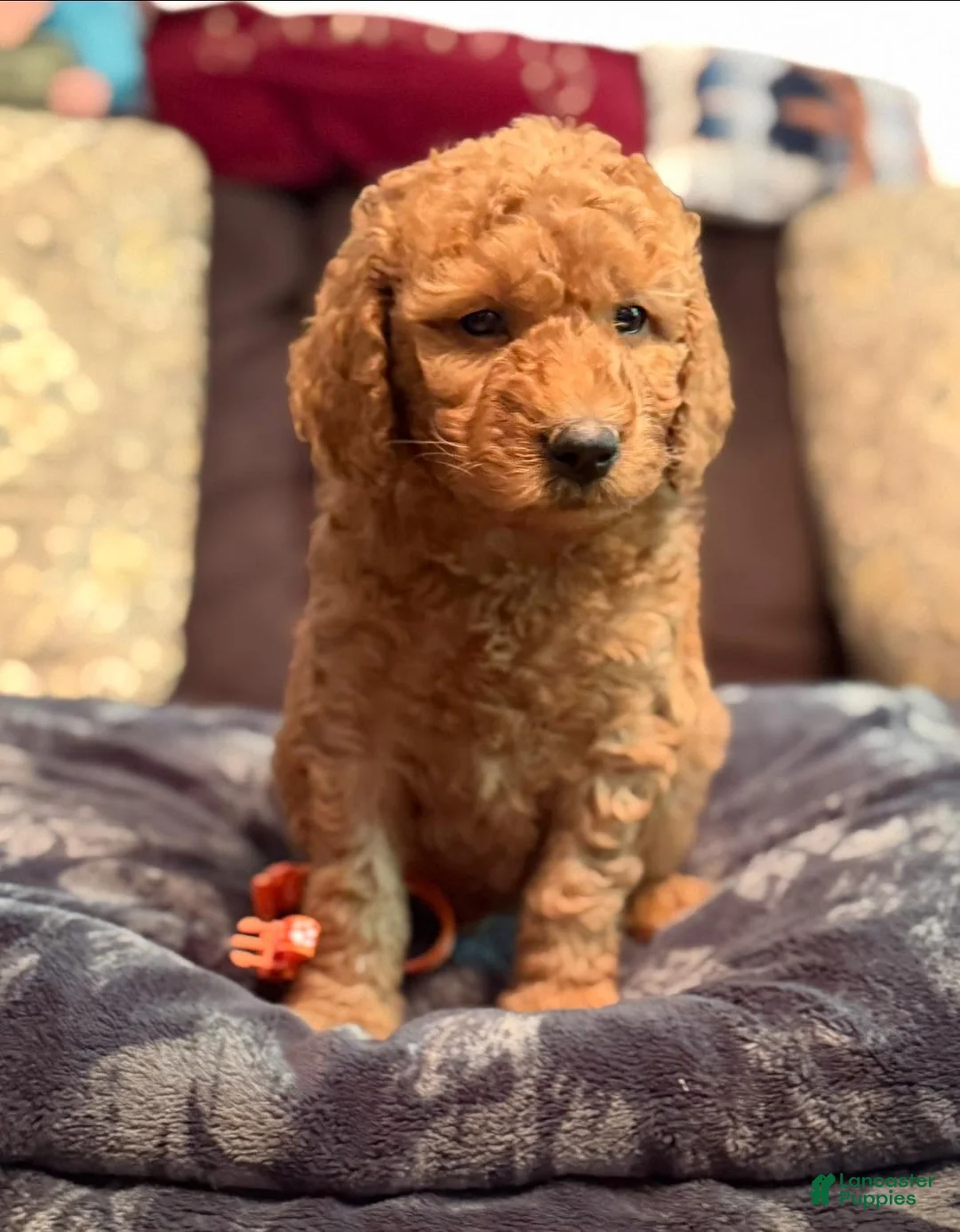 Mini Goldendoodle dogs for sale: Mini Goldendoodle 2 orange collar - Ad 2