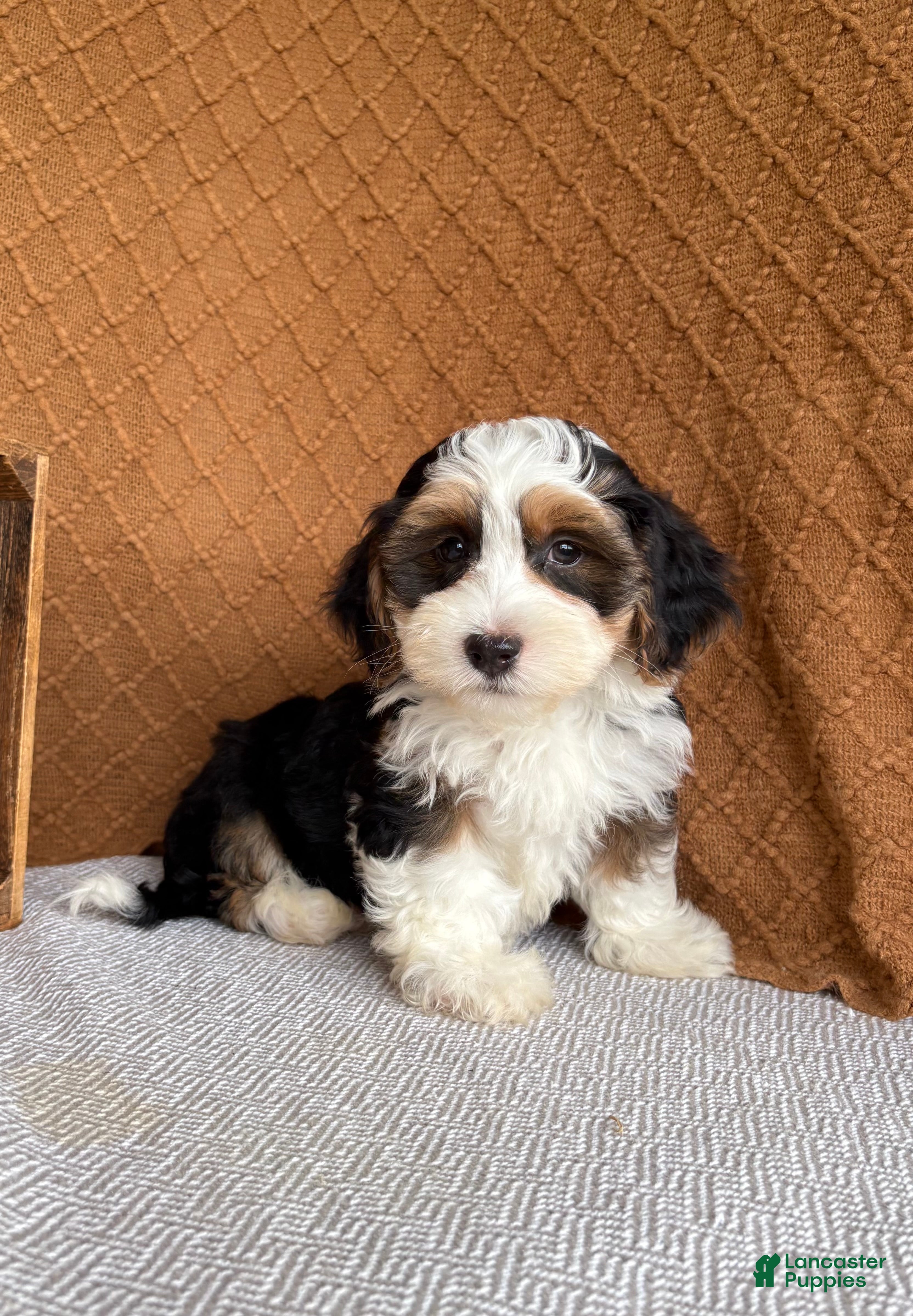 Havanese dogs Jay  - Ad 1