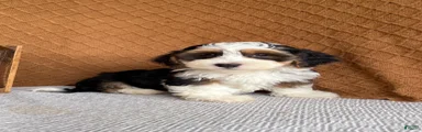 Jay 