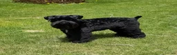 Miniature Schnauzer dogs for sale: Biscuit - Ad 11