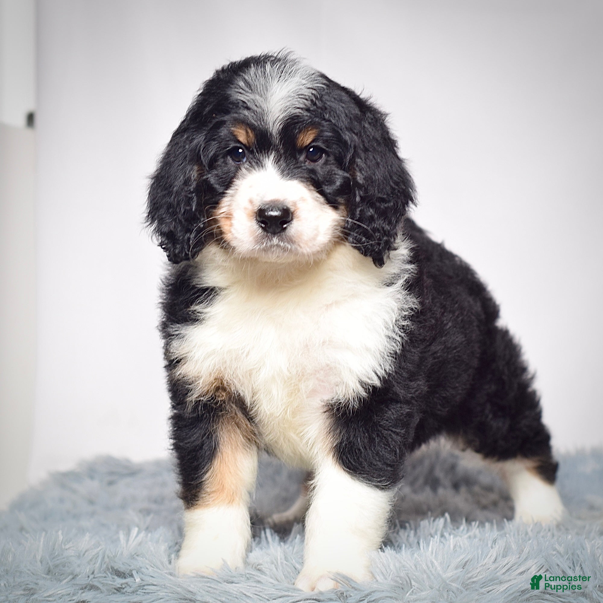 Bernedoodle dogs Ms. Tessa - Ad 2