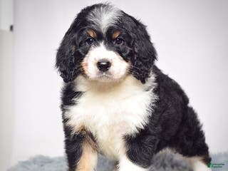 Bernedoodle dogs Ms. Tessa - Ad 1