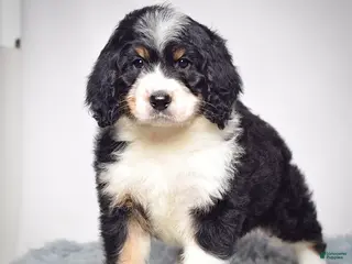 Bernedoodle dogs Ms. Tessa - Ad 23