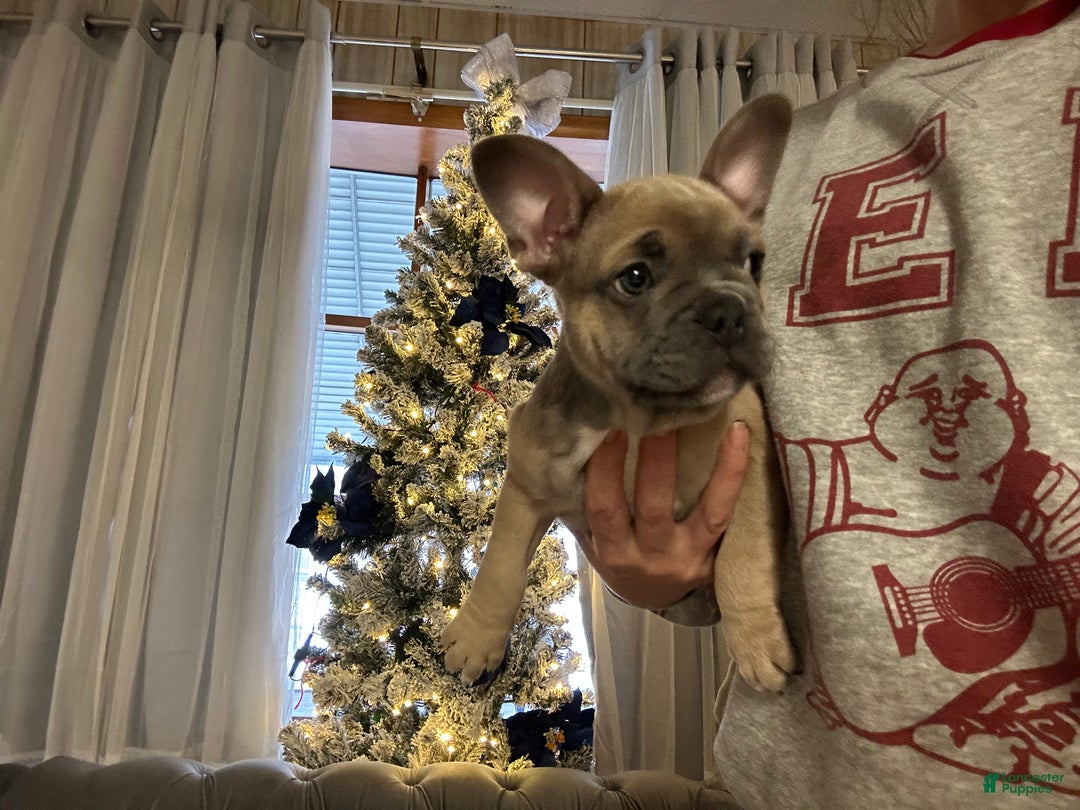French Bulldog dogs for sale: Hugo - Ad 4