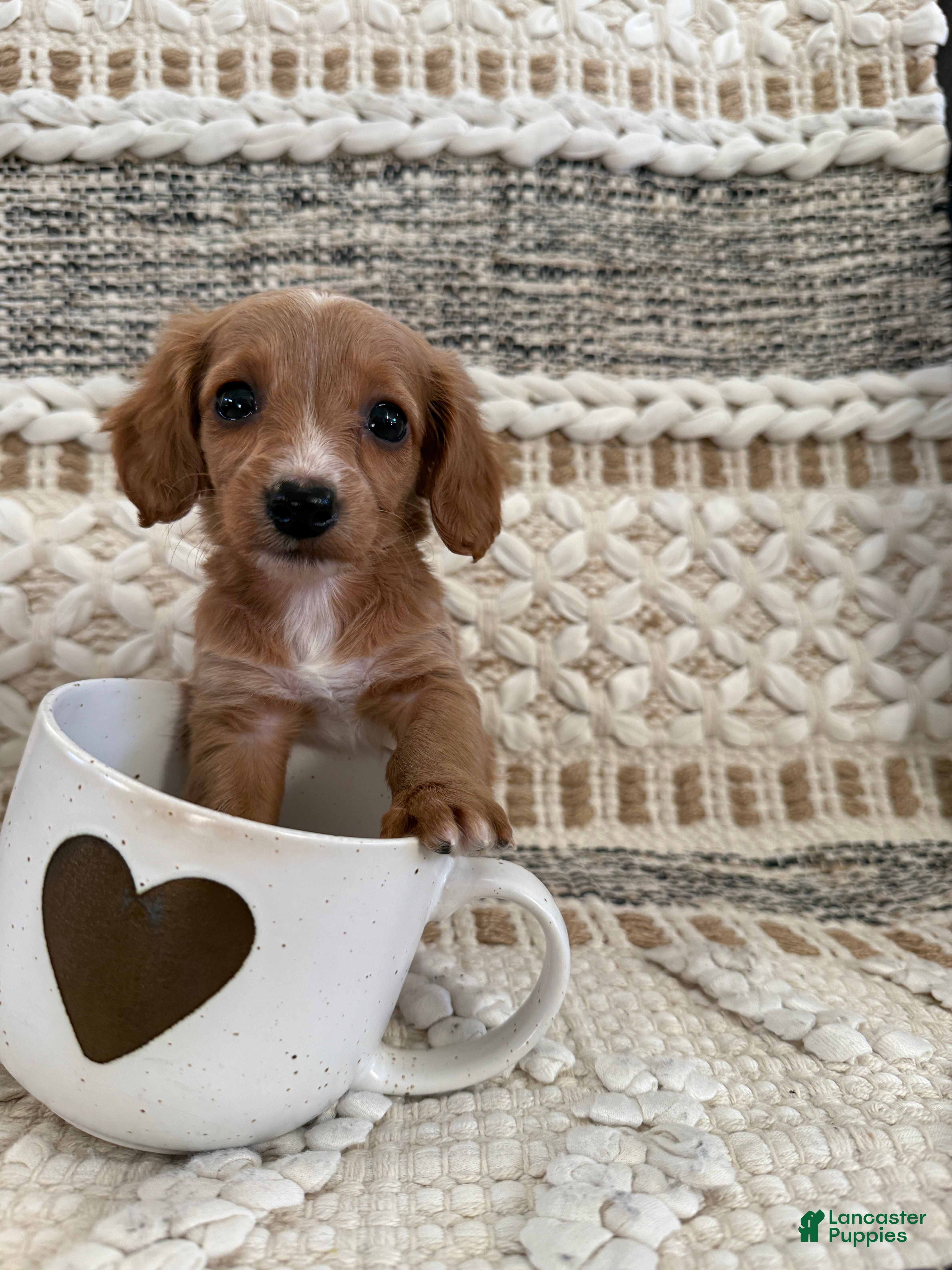 Miniature Dachshund dogs Luna - Ad 19