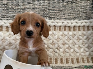 Miniature Dachshund dogs Luna - Ad 14