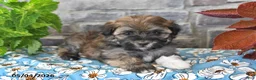 Havanese dogs for sale: Rover - Ad 4