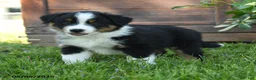 Australian Shepherd dogs for sale: Charly - Ad 2