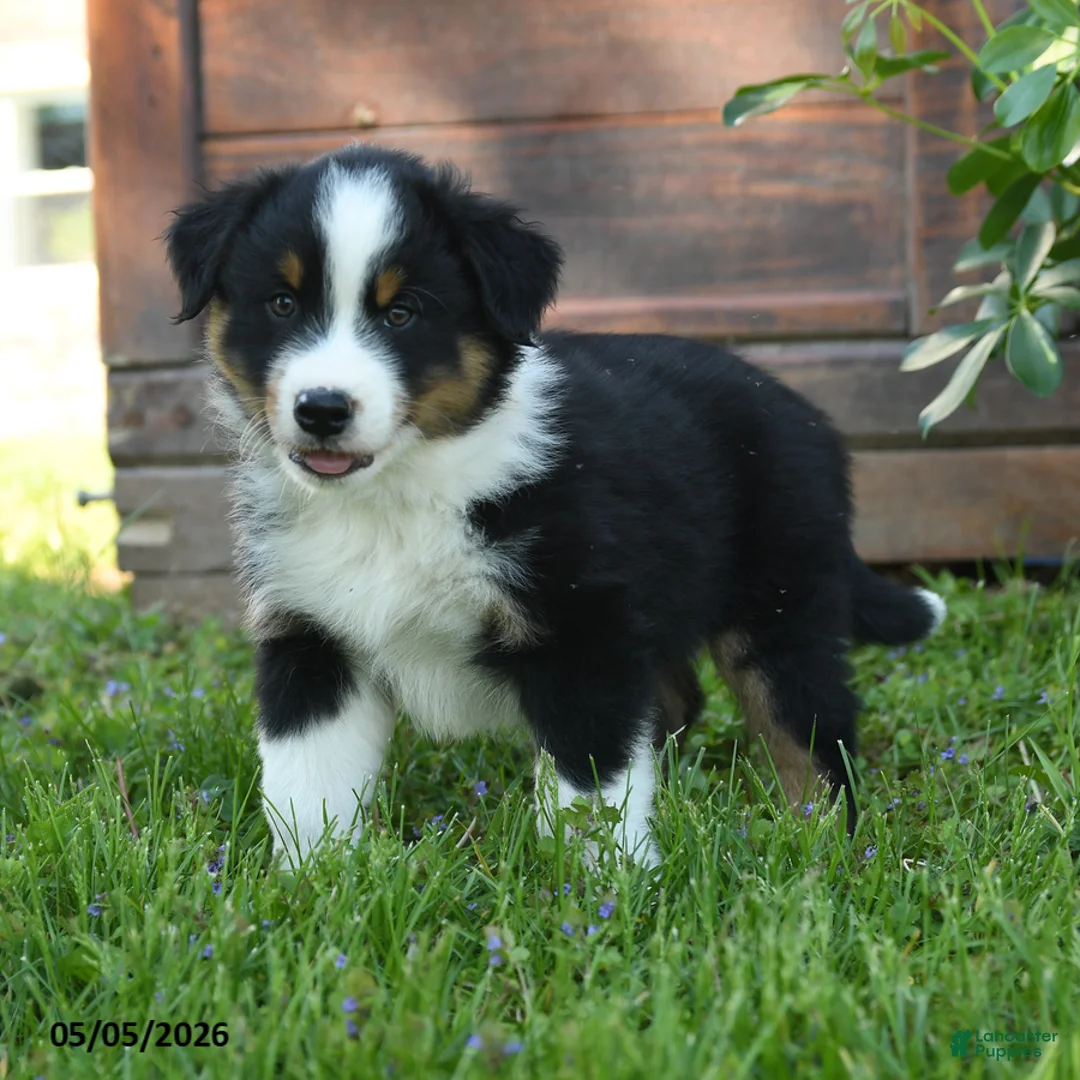 Australian Shepherd dogs for sale: Charly - Ad 2