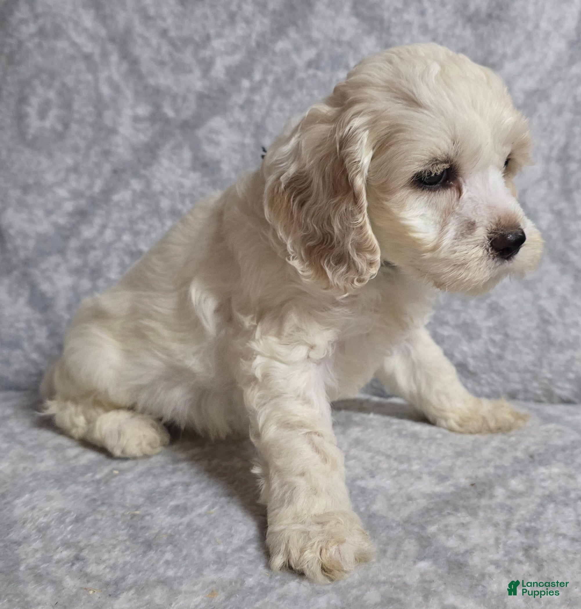 Cockapoo dogs Cockapoo 3 - Ad 2