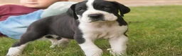 Great Dane dogs for sale: Clark Great Dane  - Ad 7