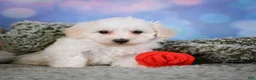 Maltipoo dogs for sale: milo - Ad 15