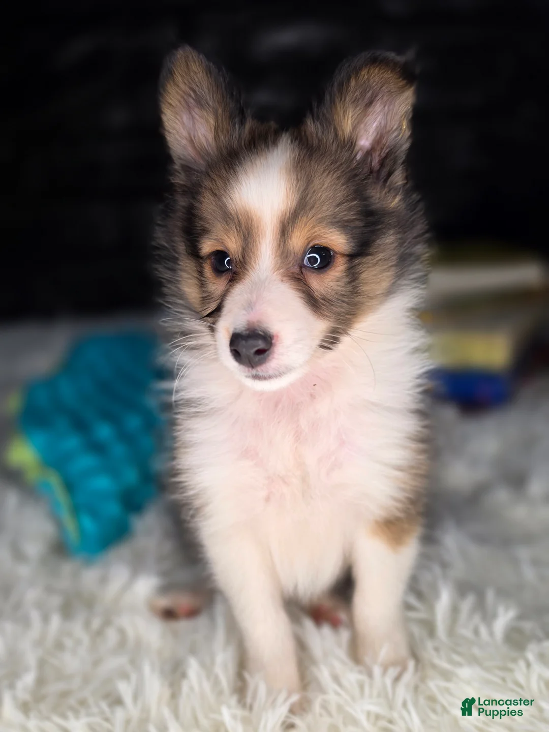 Shetland Sheepdog dogs for sale: Keene  - Ad 2
