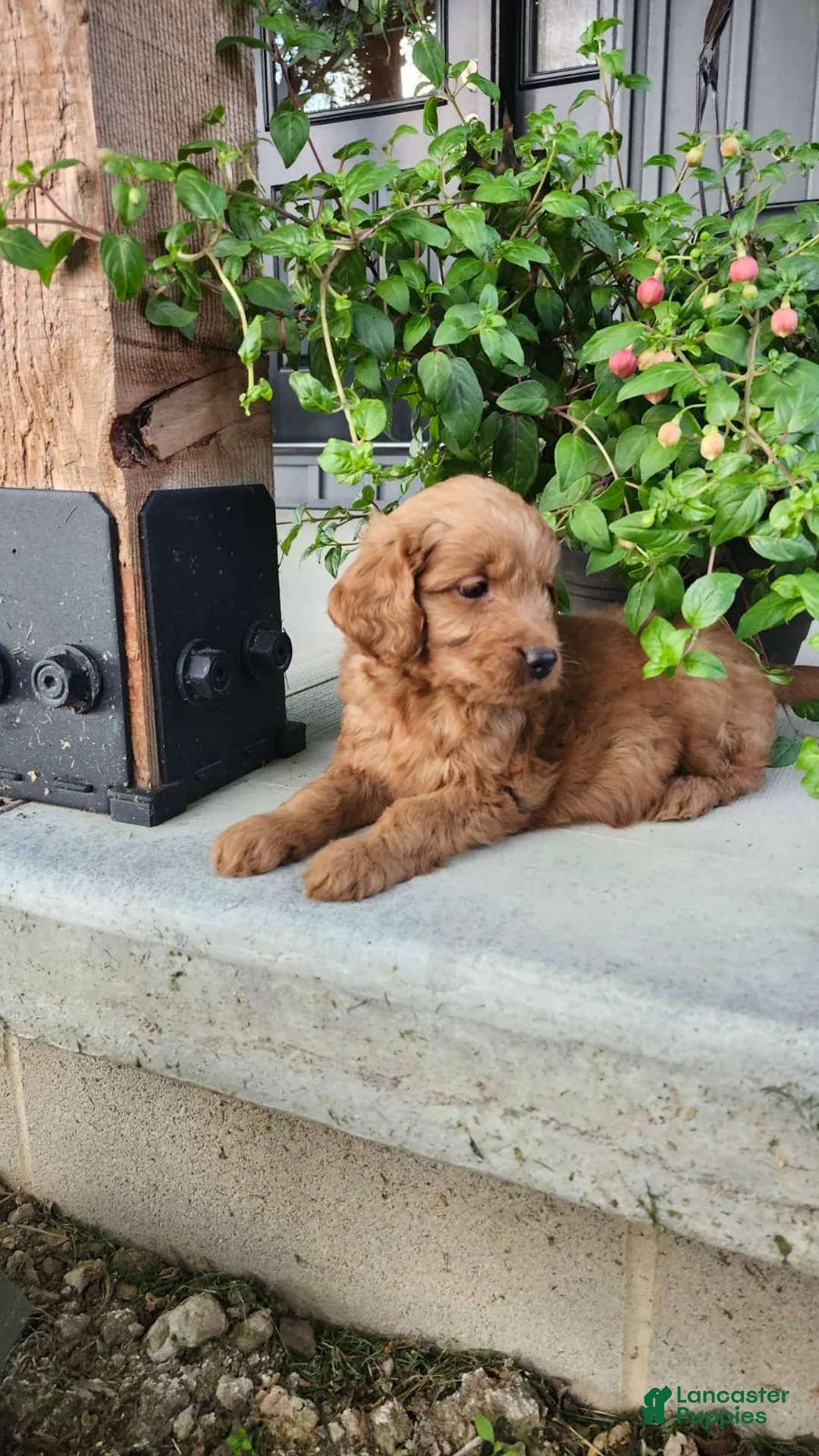Mini Goldendoodle dogs for sale: Mini Goldendoodle 1 - Ad 2