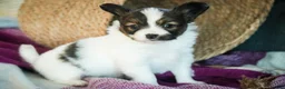 Papillon dogs for sale: Janie - Ad 6