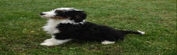 Mini Bernedoodle dogs for sale: Tanner - Ad 3