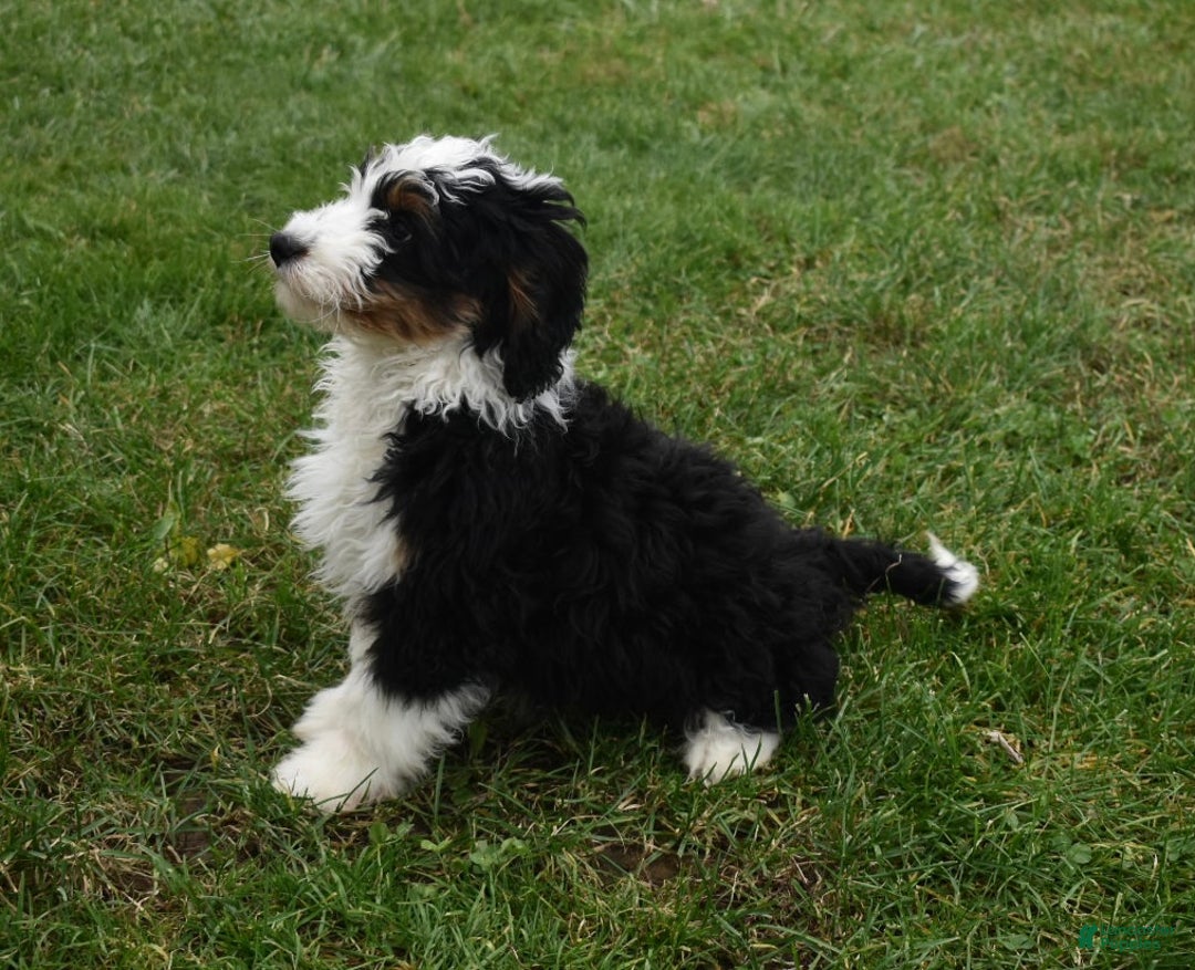 Mini Bernedoodle dogs for sale: Tanner - Ad 3