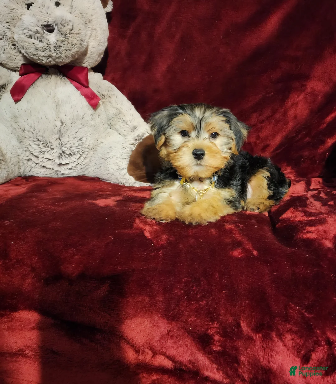 Yorkshire Terrier dogs for sale: TEDDY - Ad 2