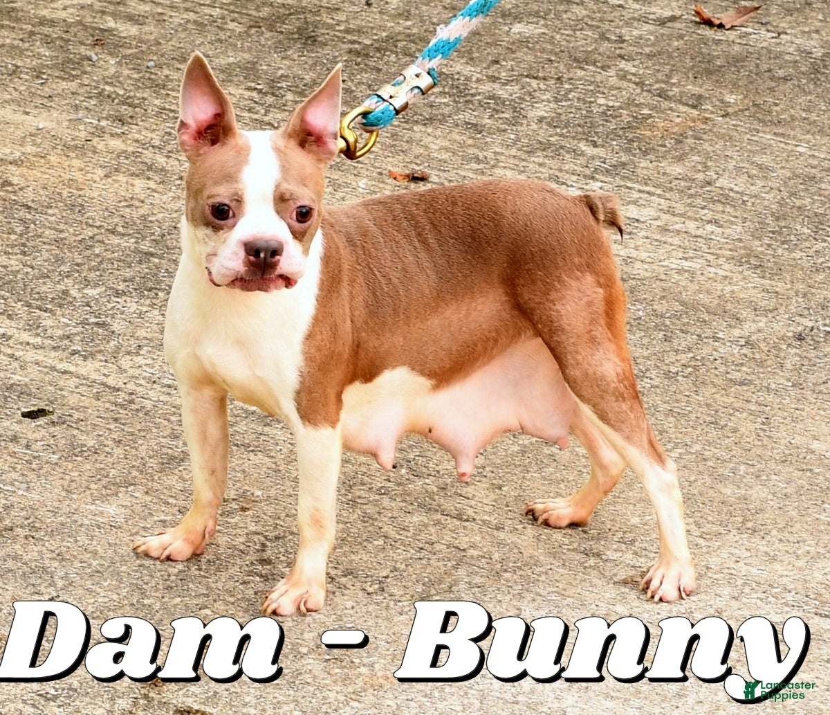 Boston Terrier dogs for sale: Callie - Ad 10