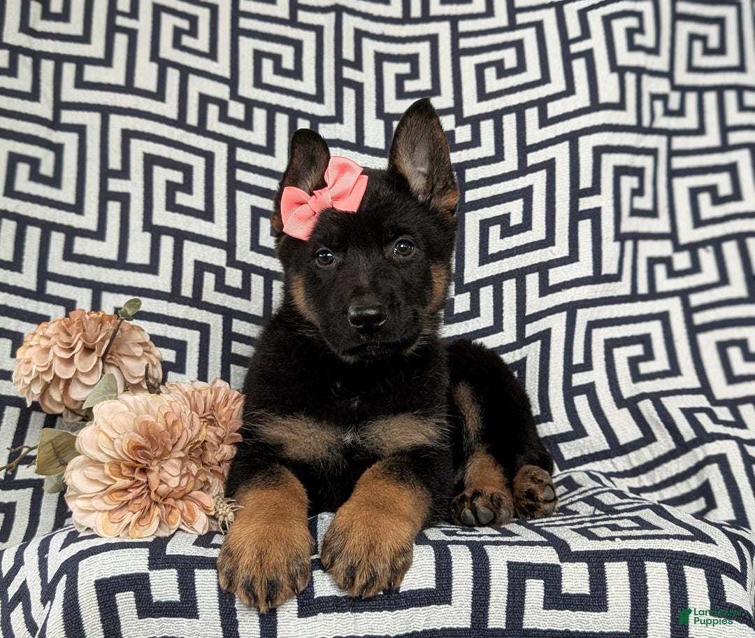 German Shepherd dogs for sale: Darcia - Ad 7