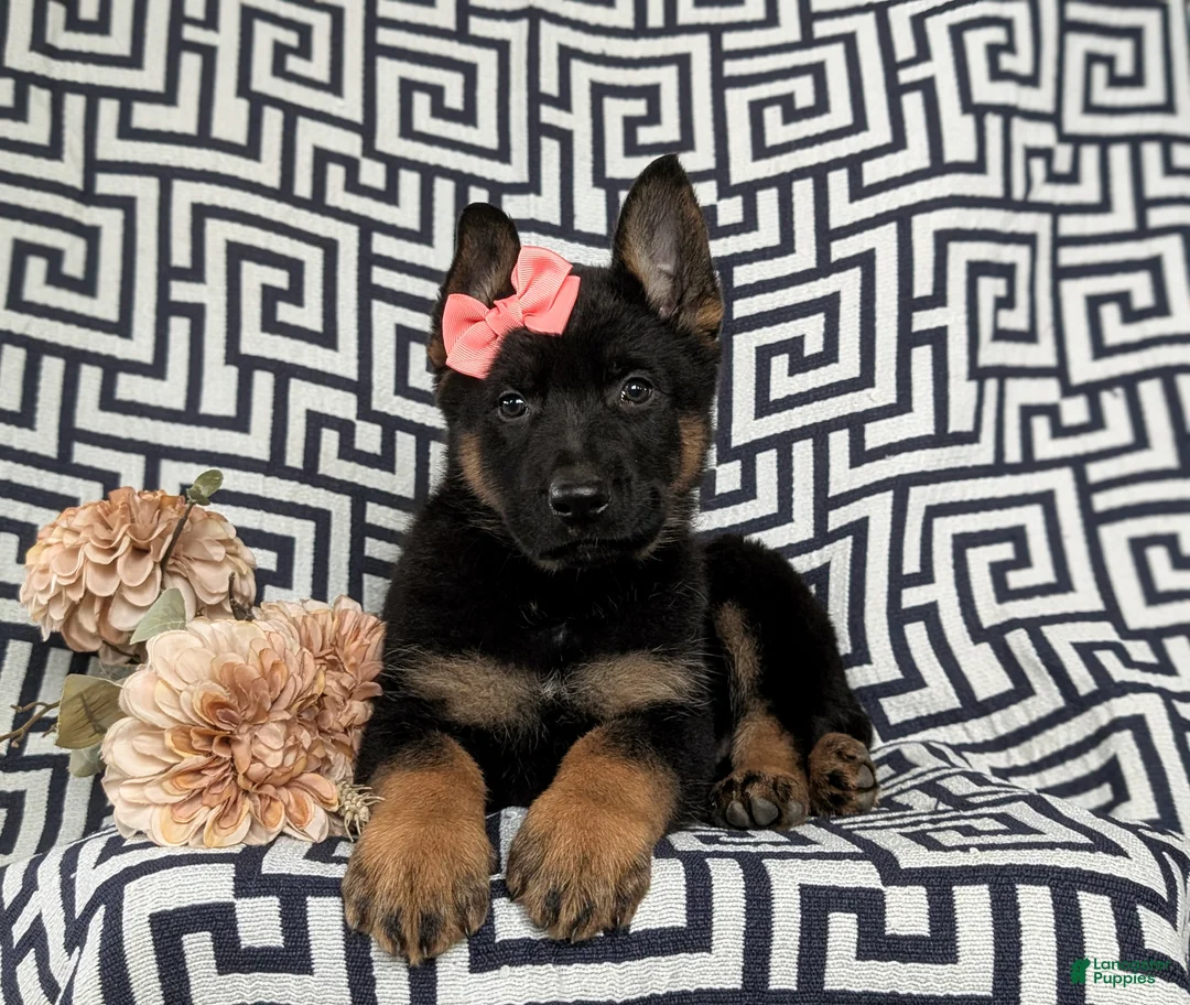 German Shepherd dogs for sale: Darcia - Ad 7