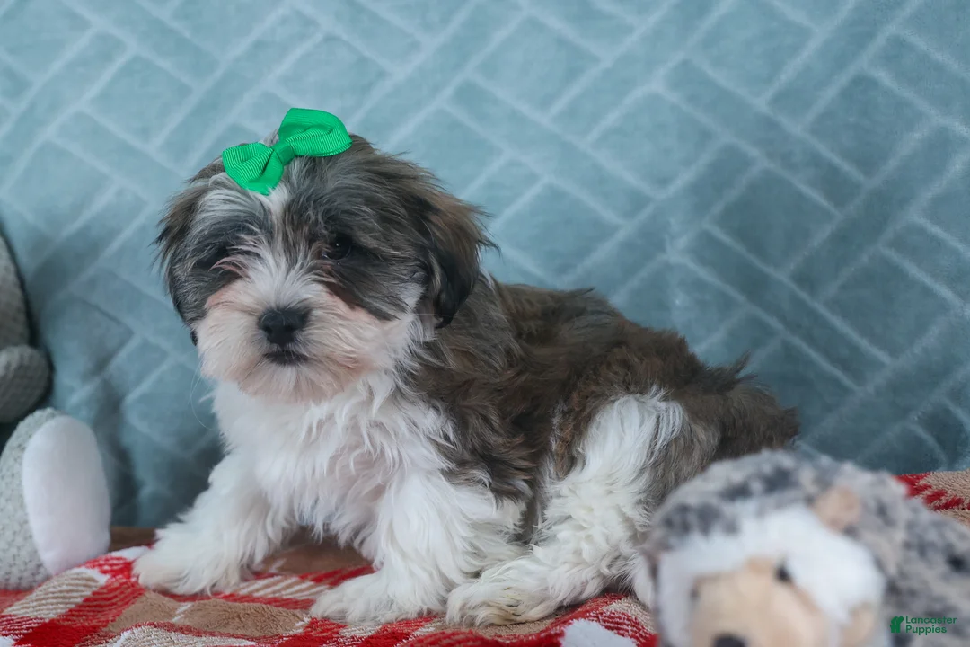 Teddy Bear dogs for sale: GUNNER - Ad 6