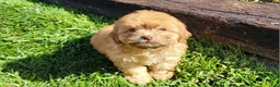 Shihpoo dogs for sale: Logan - Ad 1