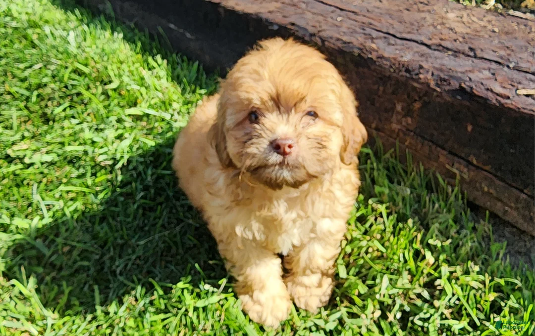 Shihpoo dogs for sale: Logan - Ad 1