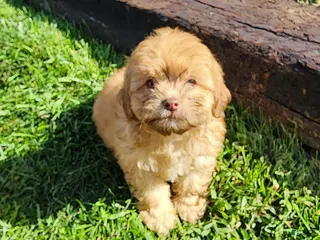 Shihpoo dogs Logan - Ad 4