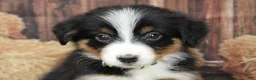 Australian Shepherd dogs for sale: Hazelnut  - Ad 6