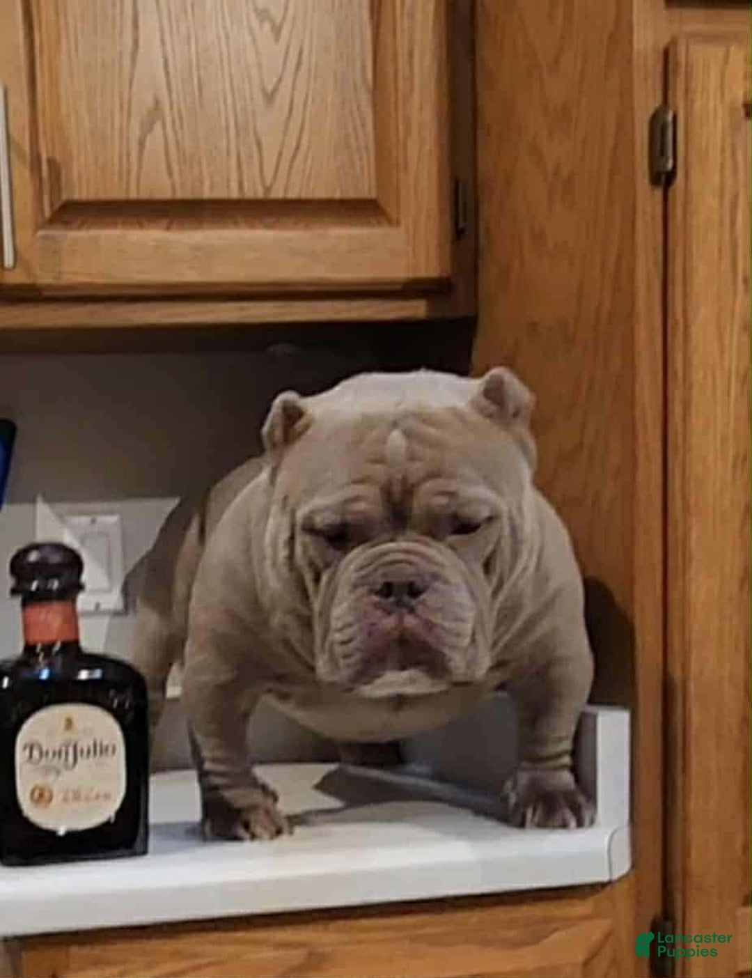 American Bully dogs for sale: American Bully Puppy 2 - Ad 3