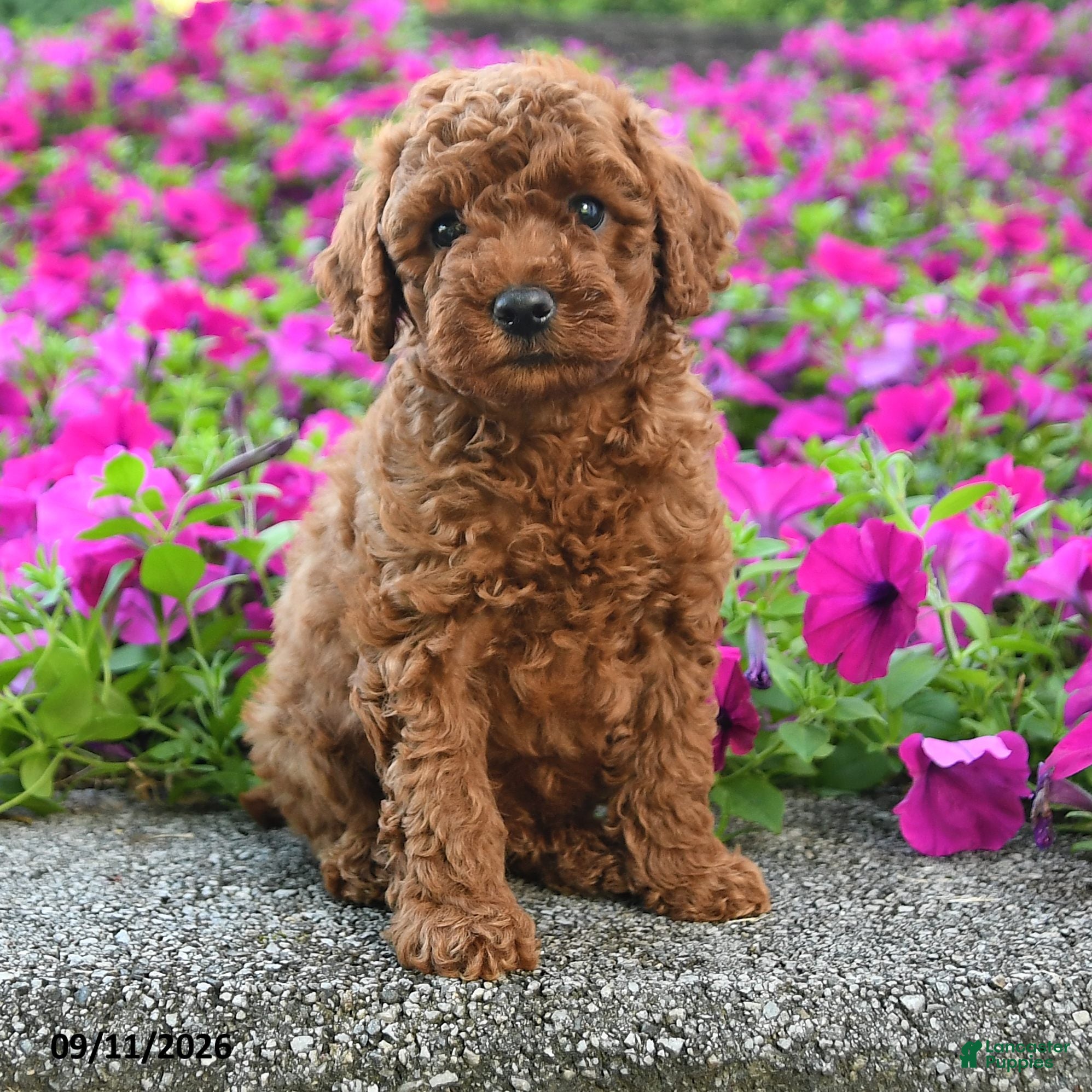 Miniature Poodle dogs Koda - Ad 2