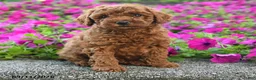 Miniature Poodle dogs for sale: Koda - Ad 2