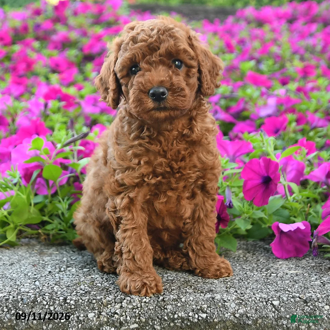 Miniature Poodle dogs for sale: Koda - Ad 2