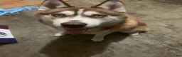 Siberian Husky dogs for sale: Miles Crimson  - Ad 4