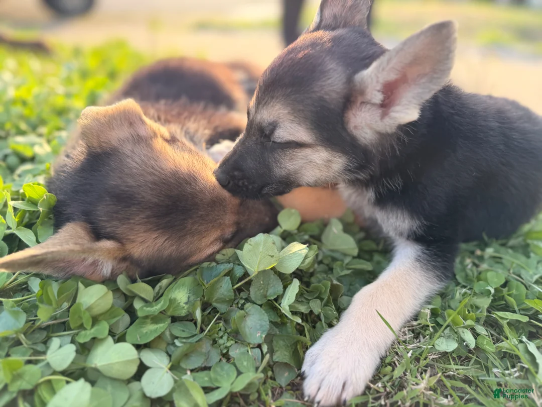 German Shepherd dogs for sale: Lady  - Ad 22