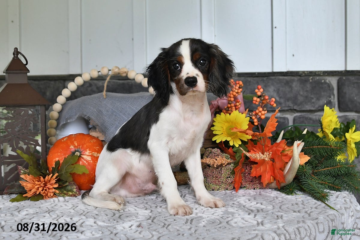 Cavalier King Charles Spaniel dogs Jordan - Ad 2