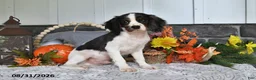 Cavalier King Charles Spaniel dogs for sale: Jordan - Ad 2