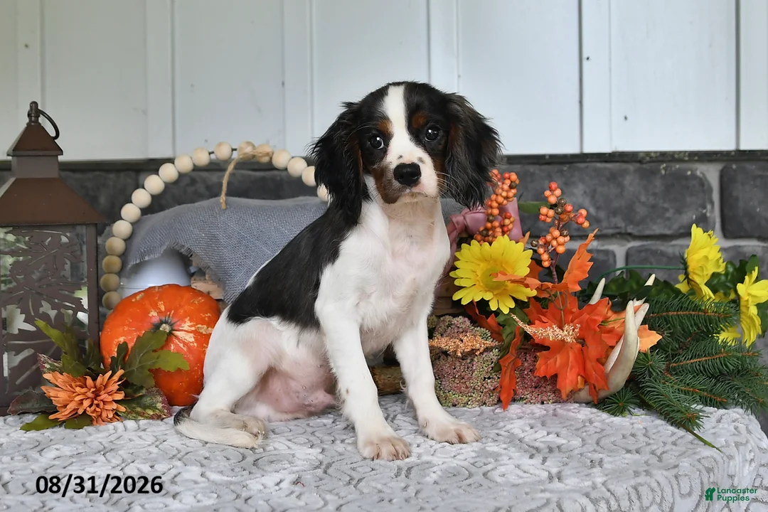 Cavalier King Charles Spaniel dogs for sale: Jordan - Ad 2